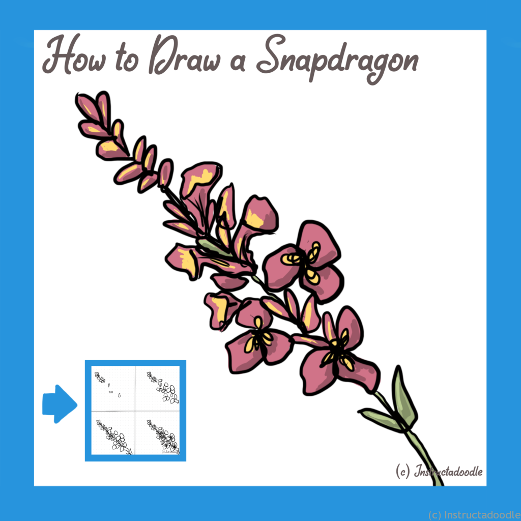 How to Draw a Snapdragon Instructadoodle