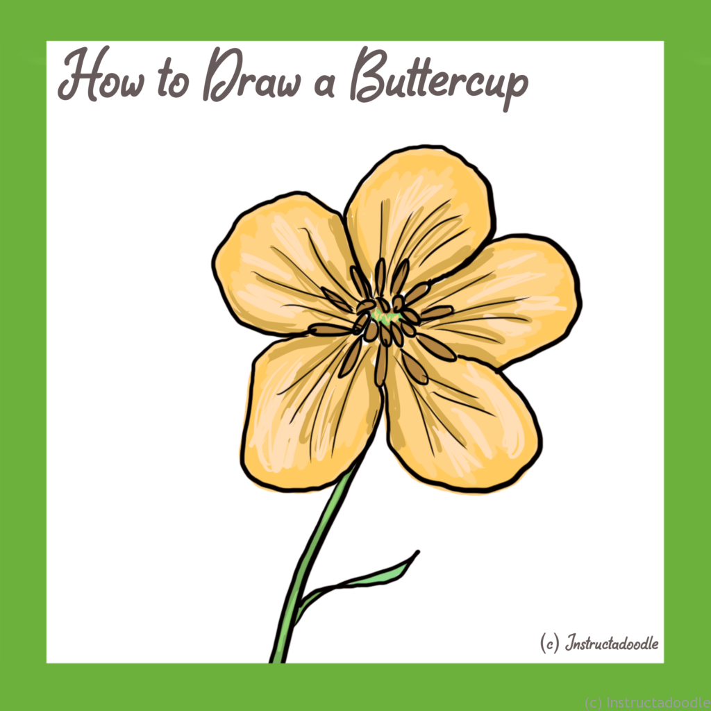 How to Draw a Buttercup – Instructadoodle
